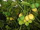 Jatropha-Früchte am Strauch | Quelle: privat
